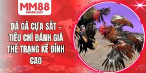 Đá Gà Cựa Sắt - Tiêu Chí Đánh Giá Thể Trạng Kê Đỉnh Cao