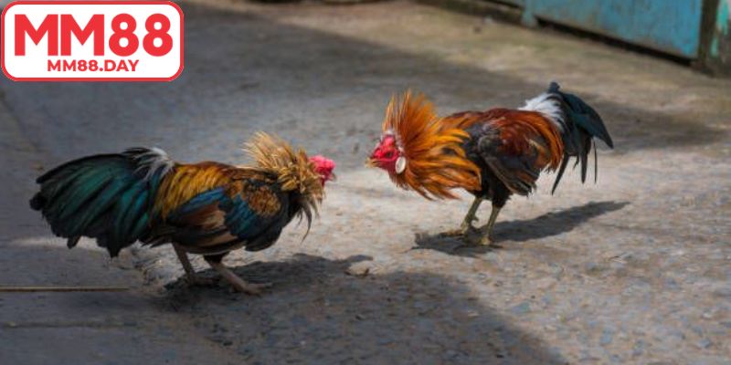 Thông tin về giống gà Asil bền bỉ ra đòn