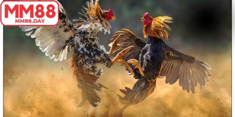Ưu điểm vượt trội trong đá gà cựa sắt